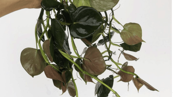 Philodendron Lupinum Care – A Growers Guide