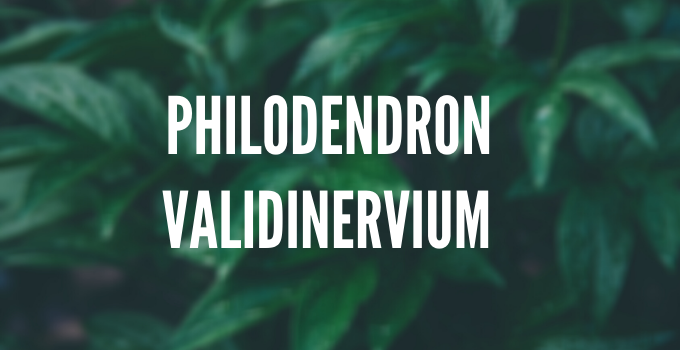Philodendron Validinervium Step-by-Step Care Guide