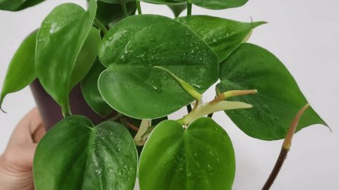 Philodendron Cordatum Care – How To Guide
