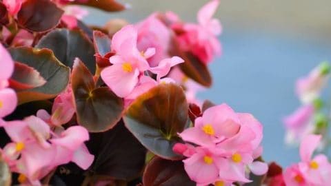 Fail-safe Tips for Begonia X Semperflorens Care