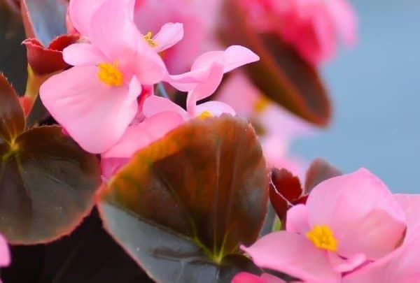 Fail-safe Tips for Begonia X Semperflorens Care