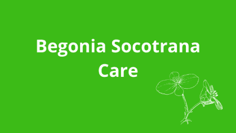 Begonia Socotrana – A Complete Care Guide