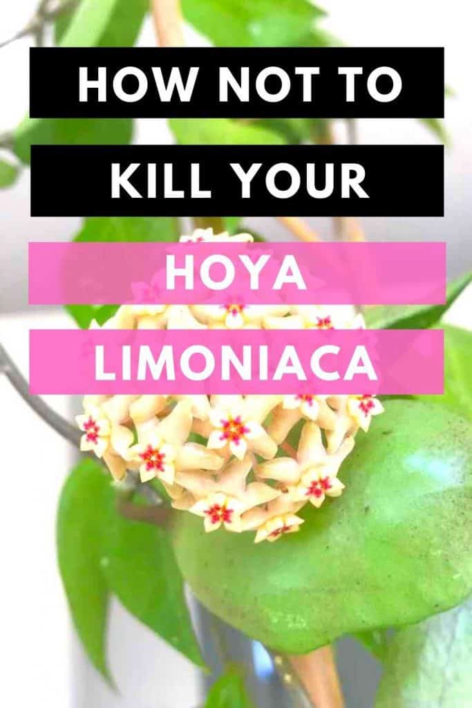 如何不杀死你的Hoya Limoniaca