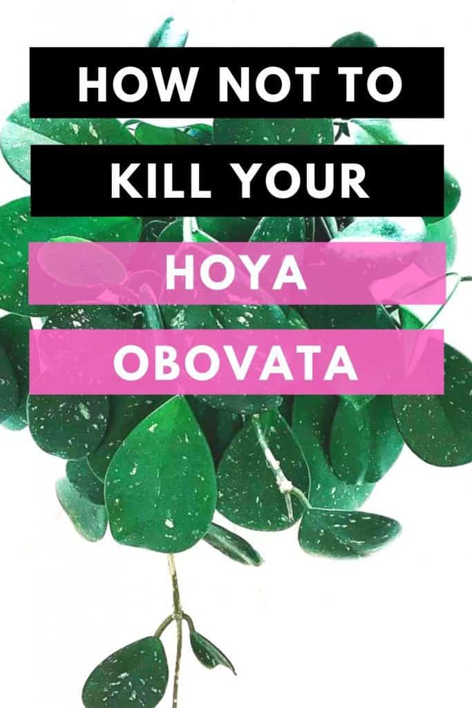 如何不杀死你的Hoya Obovata
