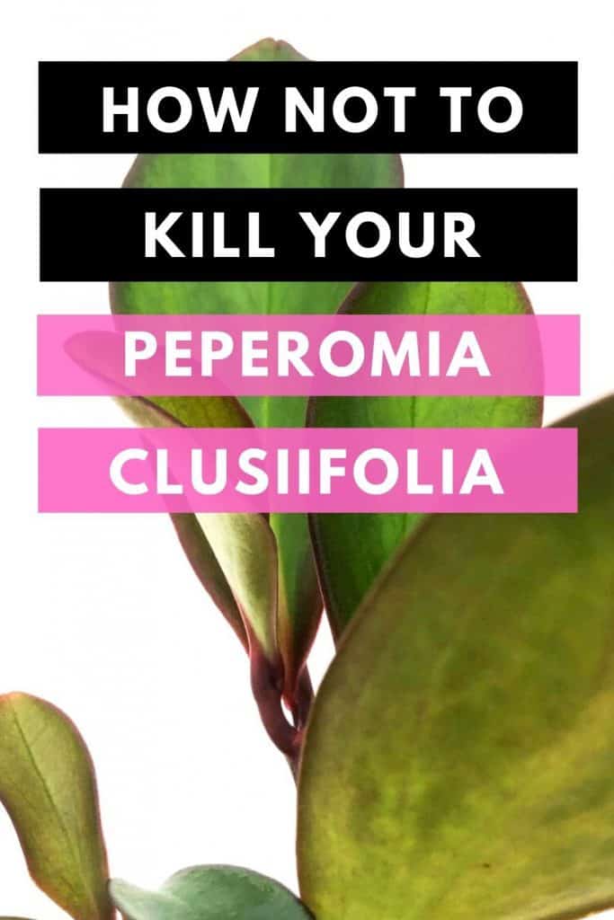 如何不杀死你的豆瓣绿属Clusiifolia吗