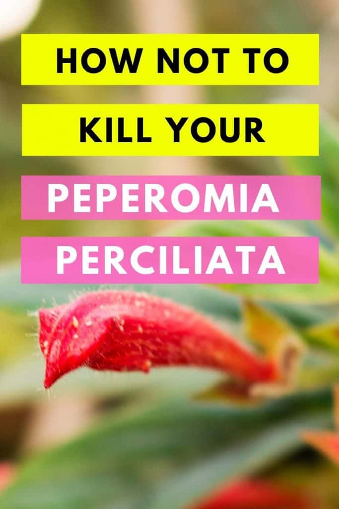 如何不杀死你的豆瓣绿属Perciliata吗