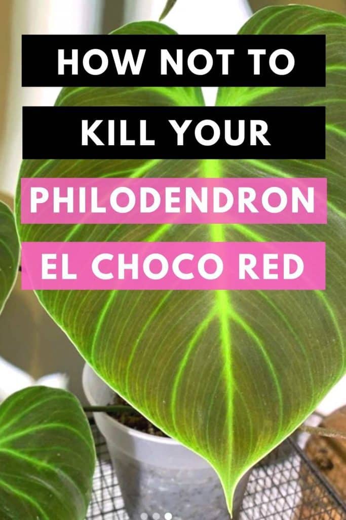 How Not To Kill Your Philodendron El Choco Red