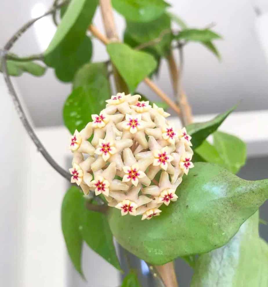 Hoya Limoniaca植物护理