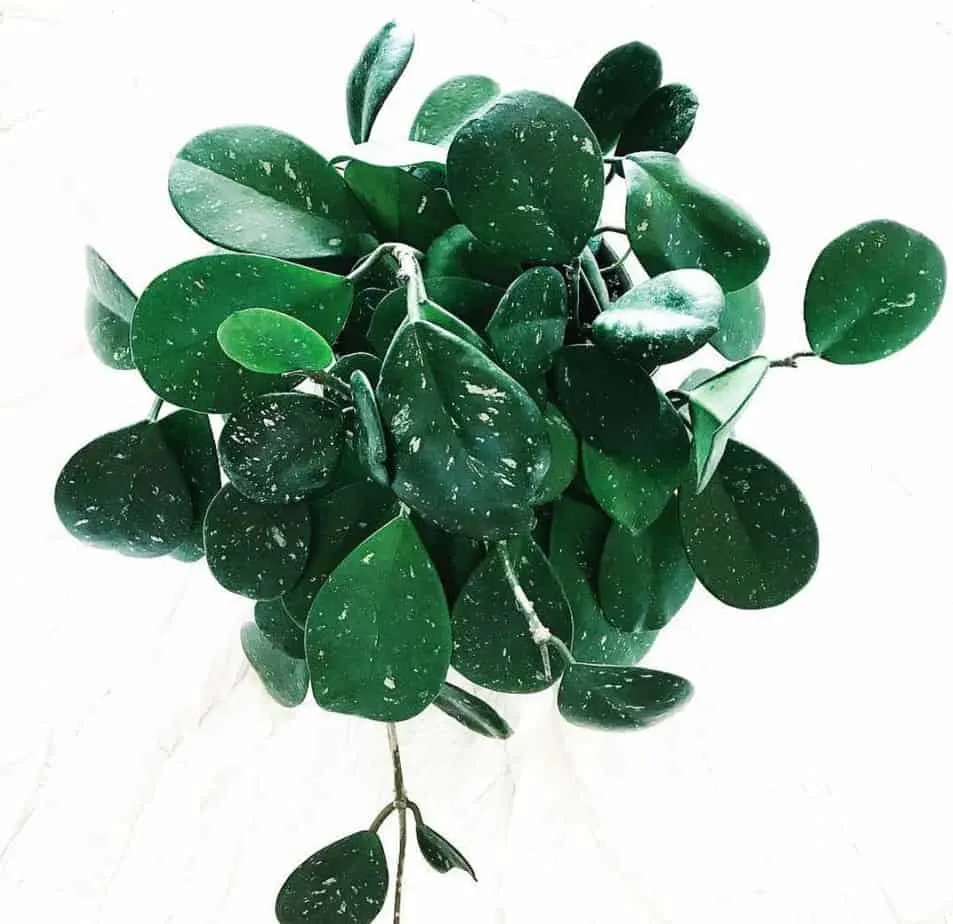 Hoya Obovata Plant Care