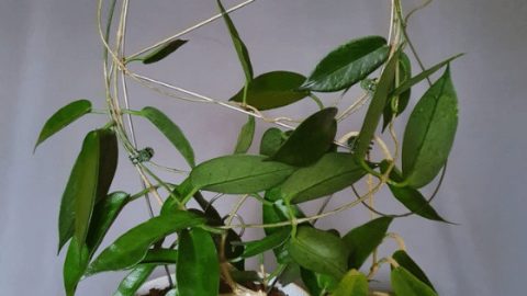Hoya macgillivrayi -如188金宝慱亚洲F1何照顾这种植物