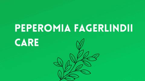 Peperomia Fagerlindii -室内园丁指南