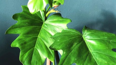 Philodendron Lacerum Care – #1 Growing Tips