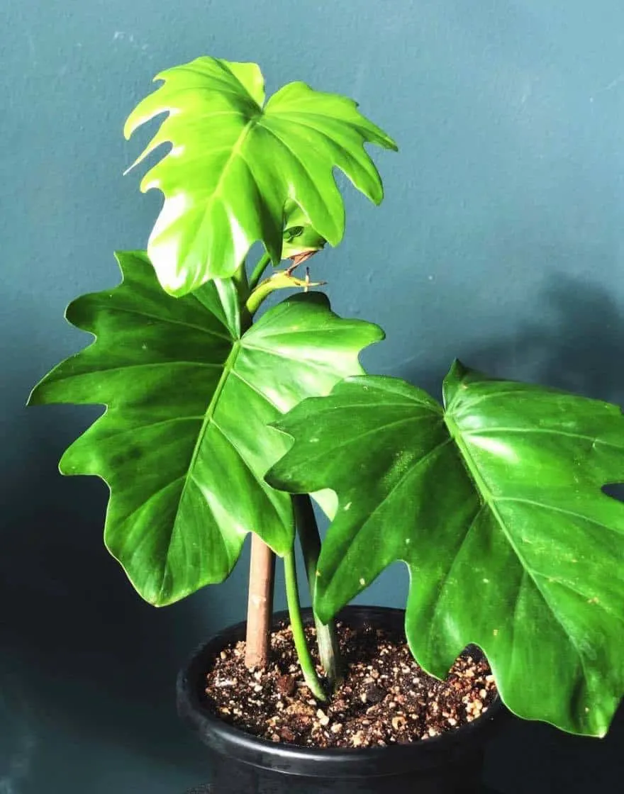 Philodendron Lacerum Plant Care