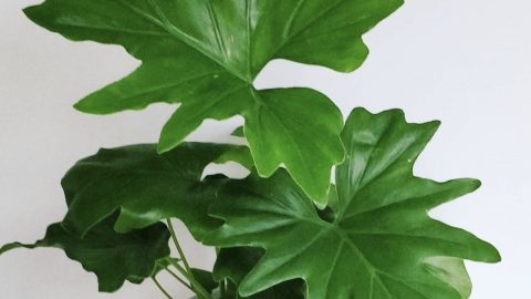 Philodendron Bipinnatifidum Care – Best Plant Guide