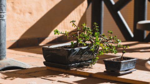 Bonsai Leaves Turning Yellow: 7 Reasons Why This Happens
