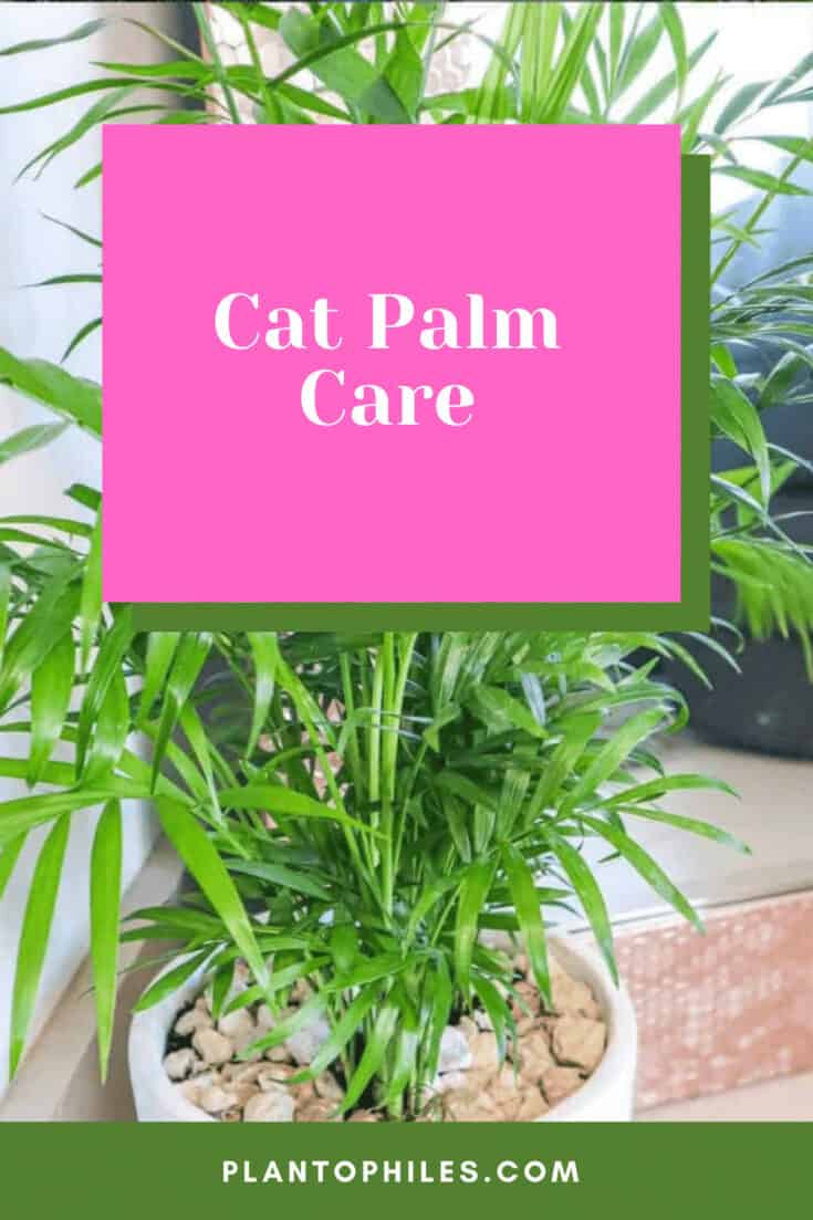 Cat Palm Care