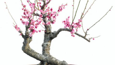 樱花盆景护理- #1最好的秘密!