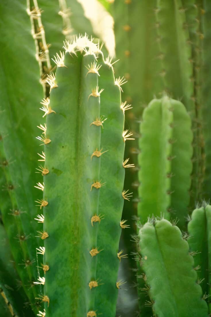 Fairy Castle Cactus can tolerate temperatures between 30-90°F (-1.1-32°C)