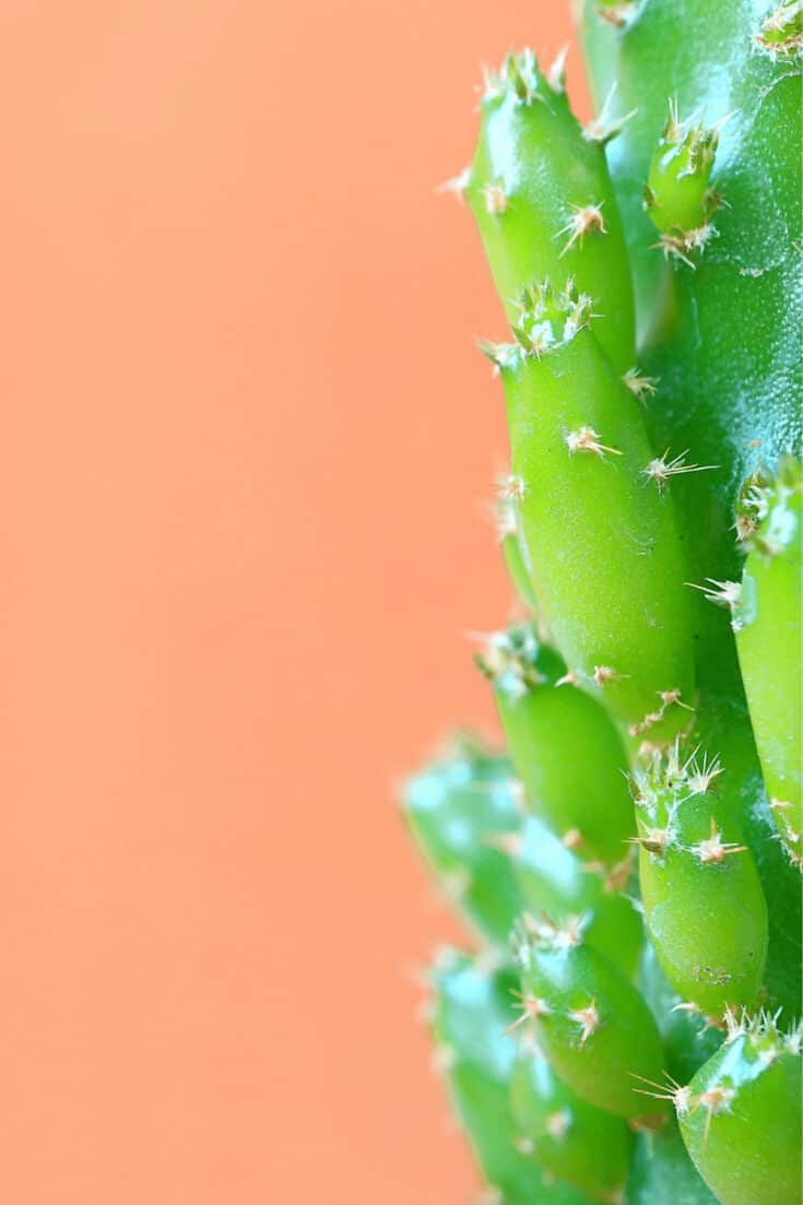 Fairy Castle Cactus up close