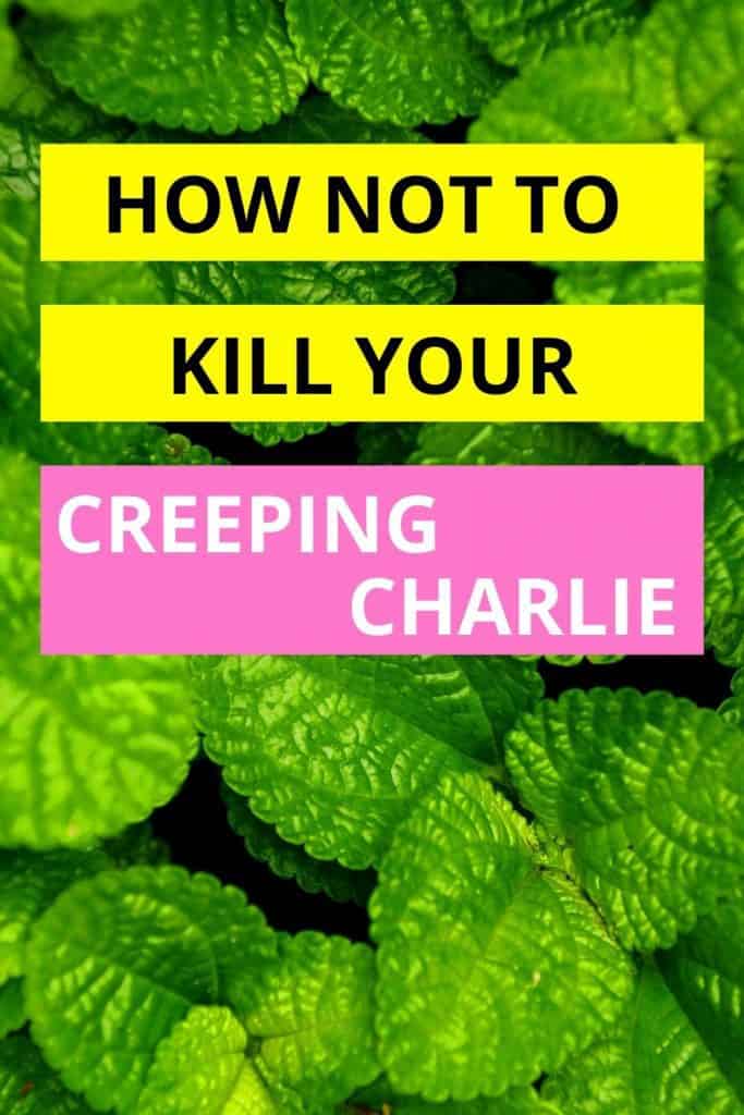 How Not To Kill Your Creeping Charlie