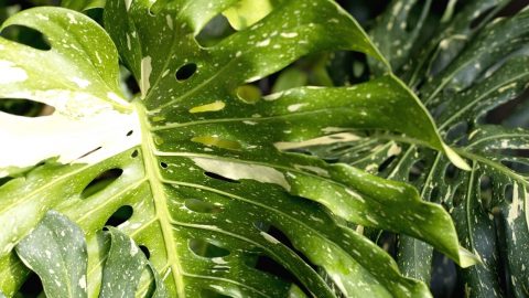 Monstera Deliciosa Pricing: Here’s What to Expect