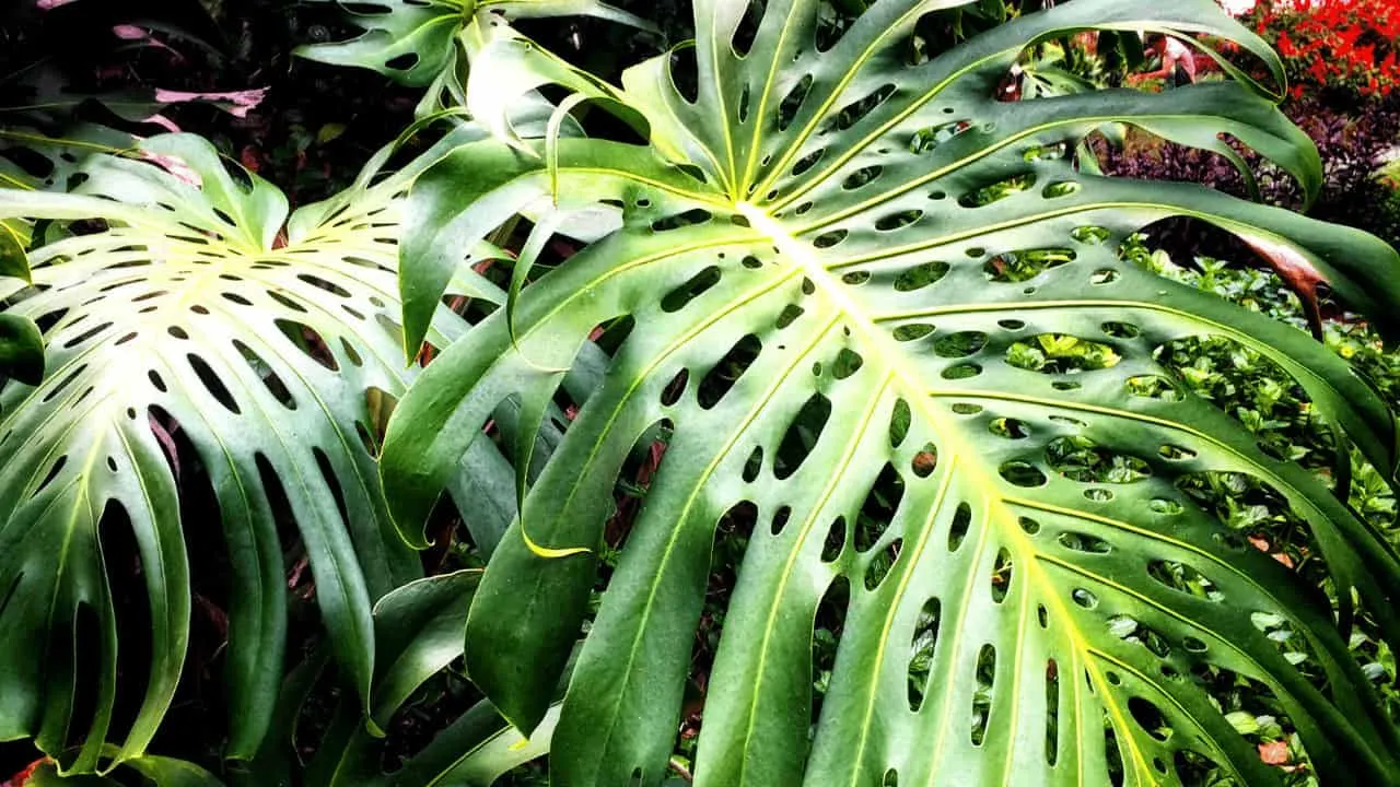 How to Have Holes in Monstera Deliciosa Leaves