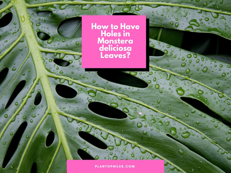 How to Have Holes in Monstera deliciosa Leaves