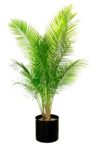皇家棕榈树需要排水良好的盆栽土壤