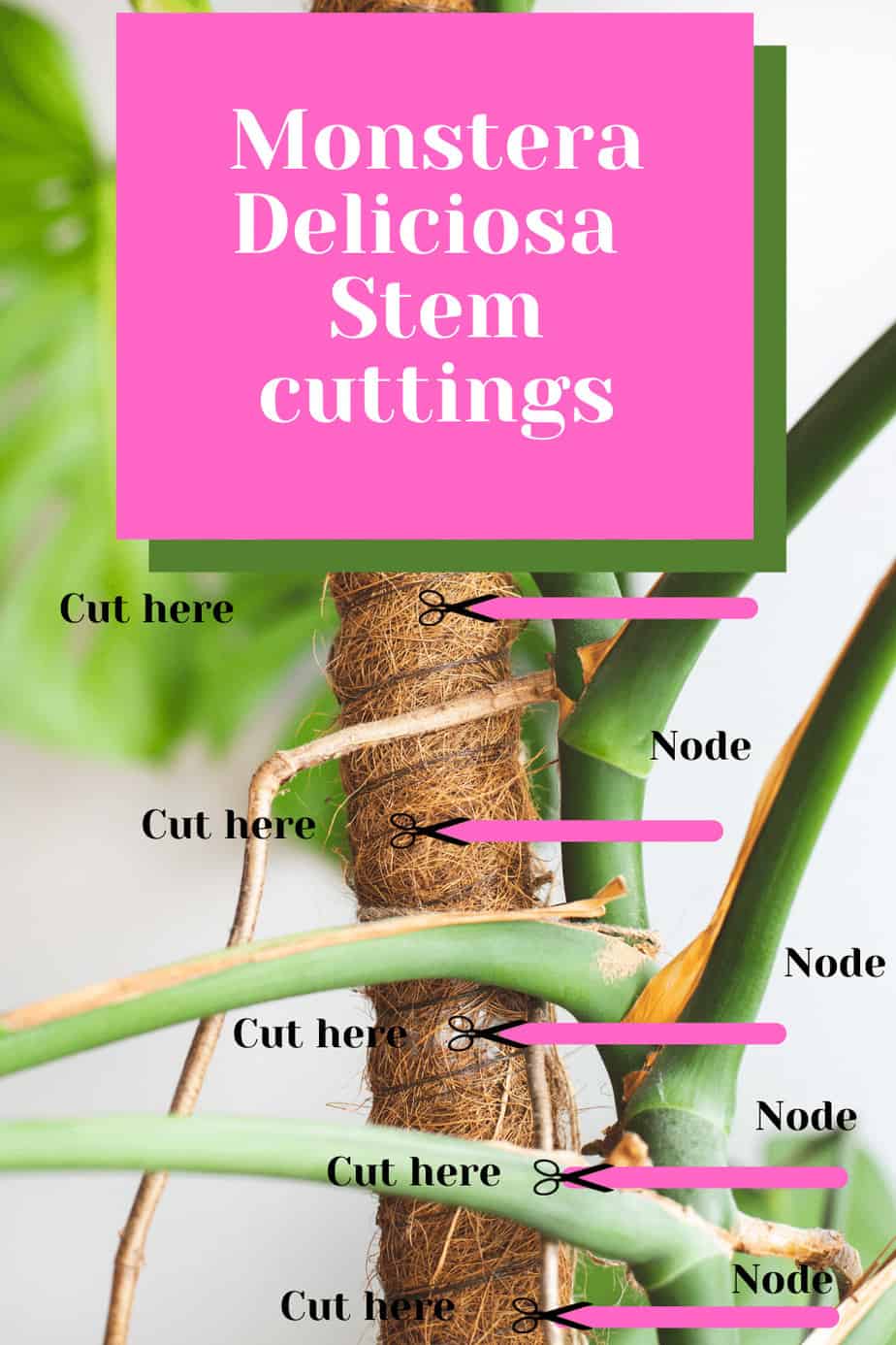 how-to-take-cuttings-from-monstera-deliciosa-1-best-tips