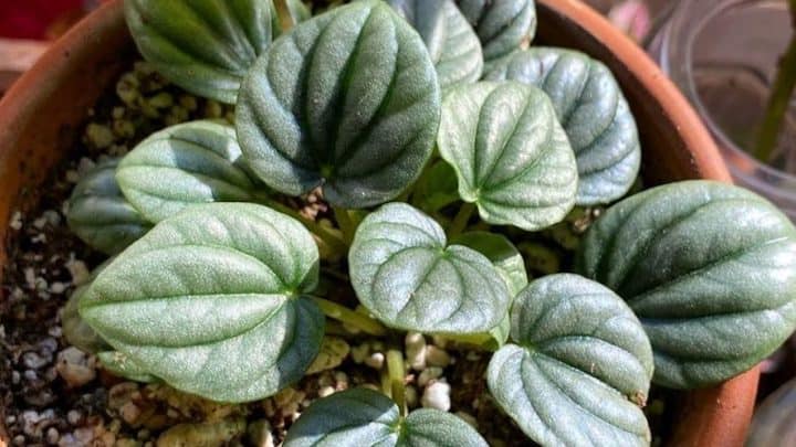 Peperomia Frost Care from A to Z