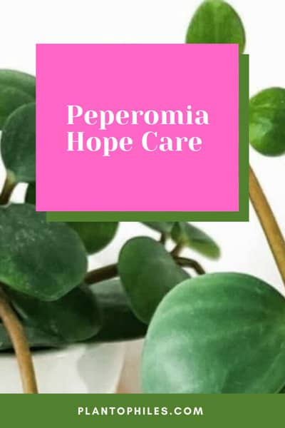 Peperomia Hope Care