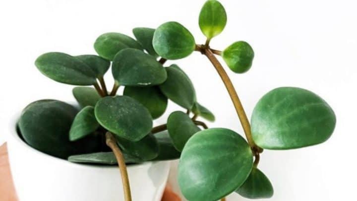 #1 Complete Peperomia Hope Care – Best And Growing Guide