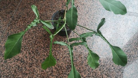 Philodendron Joepii Care – Best Care Secrets Revealed!