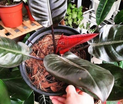 Philodendron Black Cardinal Care Guide