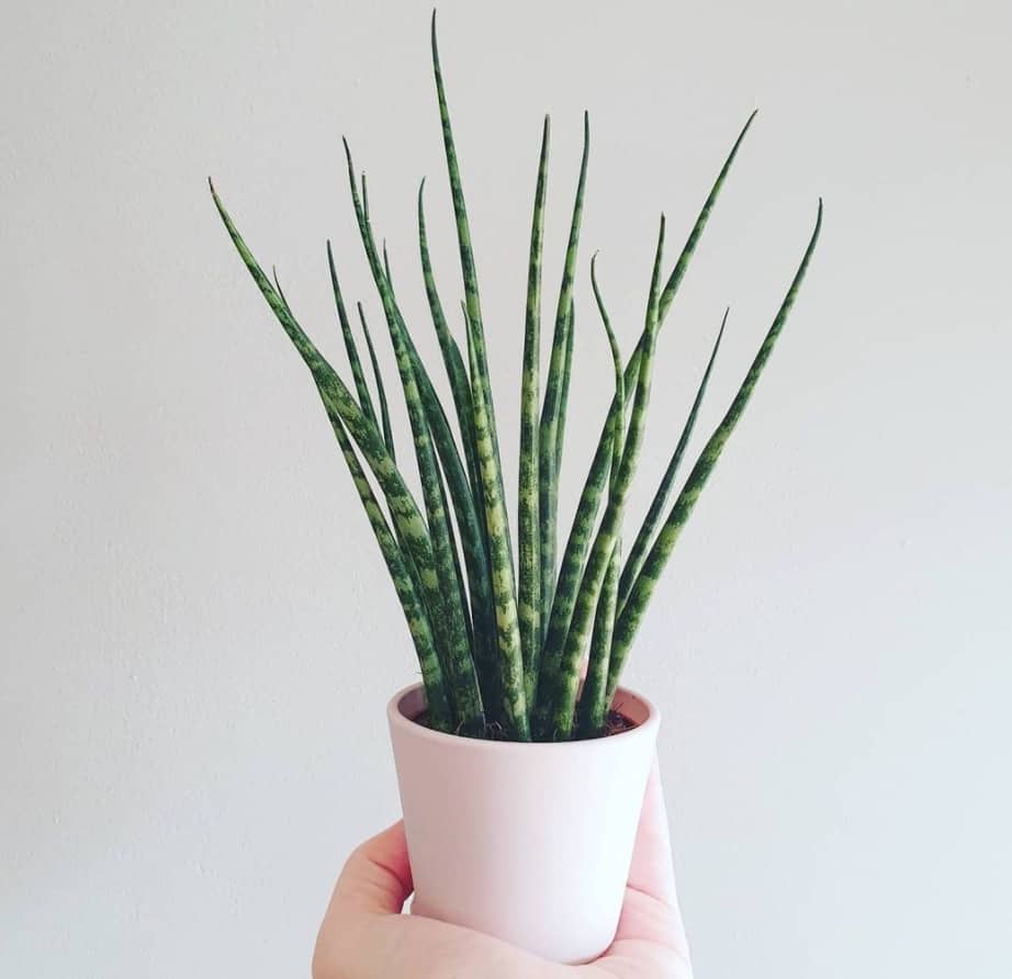 Sansevieria Fernwood Care ― Best Kept Secrets 