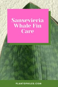Sansevieria鲸鳍护理