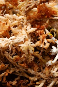 泥炭藓是一个伟大的根美味怪兽切割。它需要稍微湿润，但不能湿透