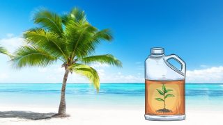 The Best Fertilizers for Palm Trees Updated