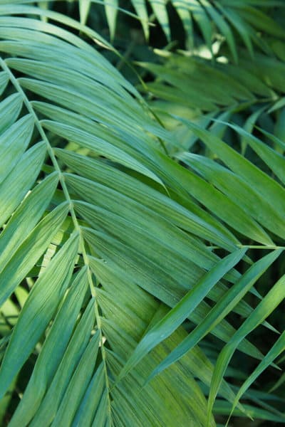 The ideal temperature for Neanthe Bella Palm is 65 and 80 degrees Fahrenheit (18-27 degrees Celsius)