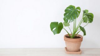 When to Repot a Monstera
