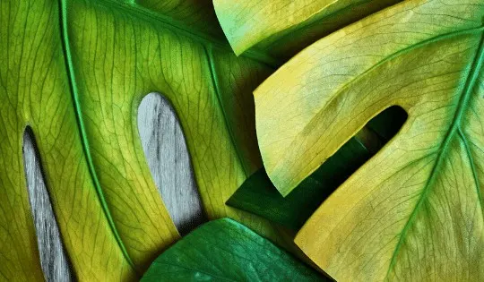7 Reasons Why A Monstera Deliciosa Has Yellow Leaves