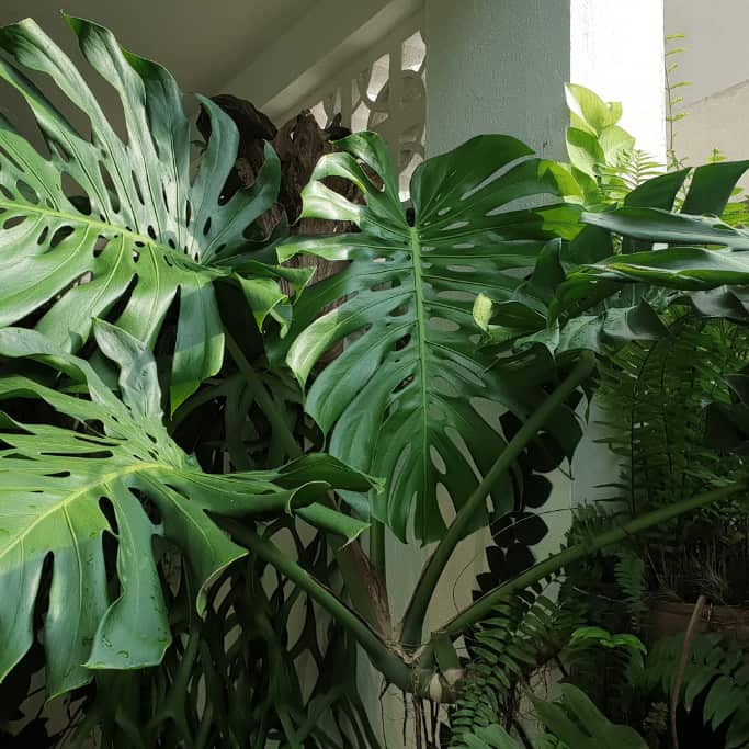 How to Train a Monstera Deliciosa on a Moss Pole