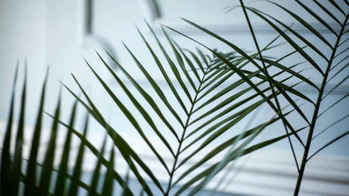 Areca Palm Care – A Comprehensive Guide