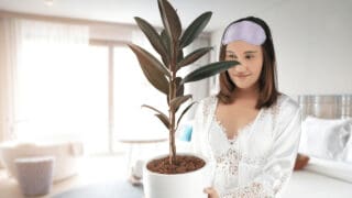 Best Houseplants for Air Purification