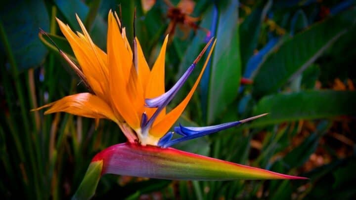 Leaves with Brown Edges on Bird of Paradise – No More!