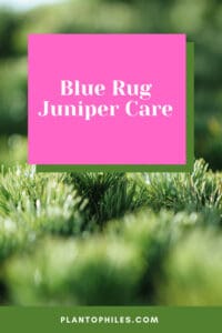蓝色的地毯Juniper保健