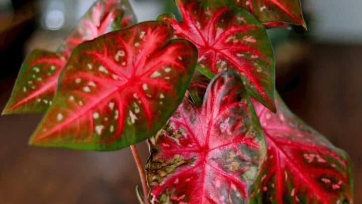 Caladium Red Flash Care – Detailed Out!