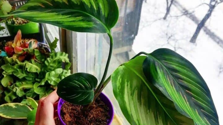 Calathea Beauty Star Care Guide: All You Need To Know!