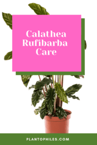 Calathea rufibarba Care