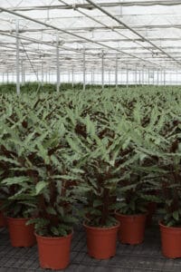 Calathea rufibarba grows best at a temperature between 64-73 degrees Fahrenheit (18-23 degrees Celsius)